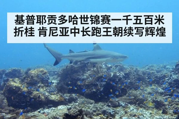 基普耶贡多哈世锦赛一千五百米折桂 肯尼亚中长跑王朝续写辉煌